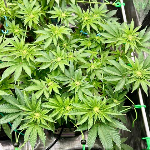 Lemon Cherry Gelato growlog timeline photo