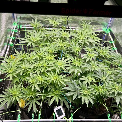 Runtz growlog timeline photo