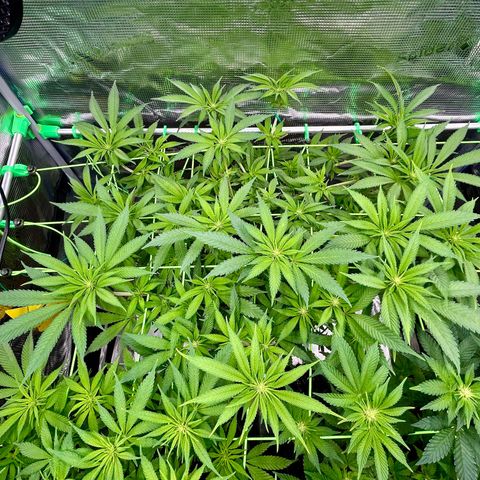Runtz growlog timeline photo