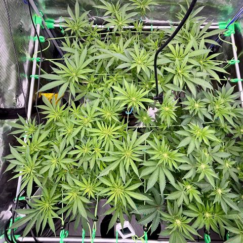 Runtz growlog timeline photo