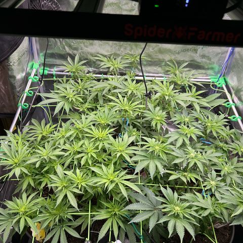 Runtz growlog timeline photo