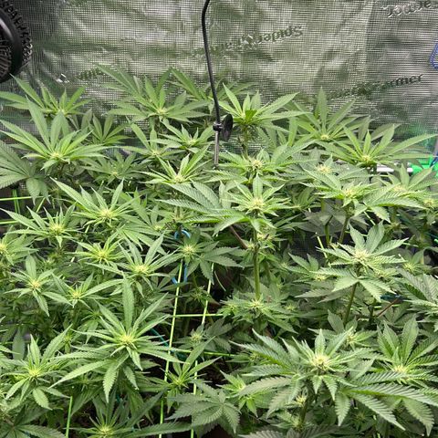 Blueberry OG growlog timeline photo