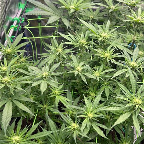 Blueberry OG growlog timeline photo