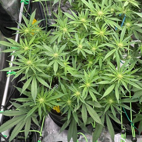 Blueberry OG growlog timeline photo