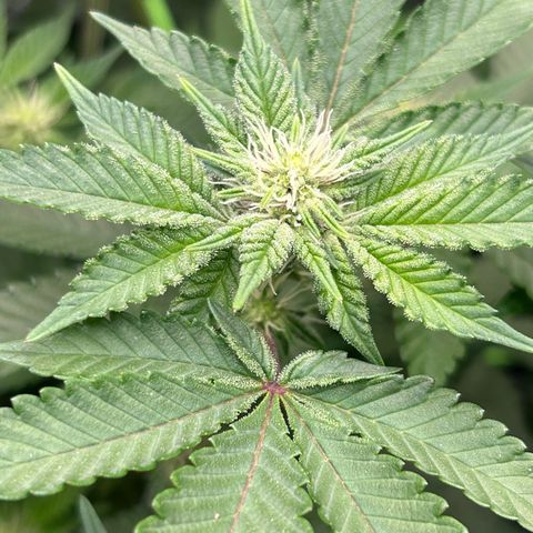 Lemon Cherry Gelato growlog timeline photo