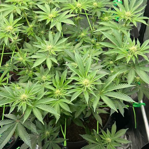 Lemon Cherry Gelato growlog timeline photo