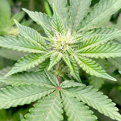 Lemon Cherry Gelato growlog timeline photo