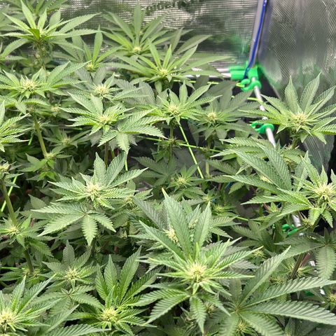 Lemon Cherry Gelato growlog timeline photo