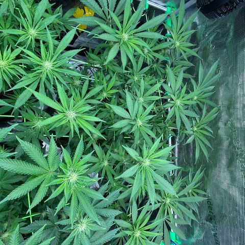 Runtz growlog timeline photo