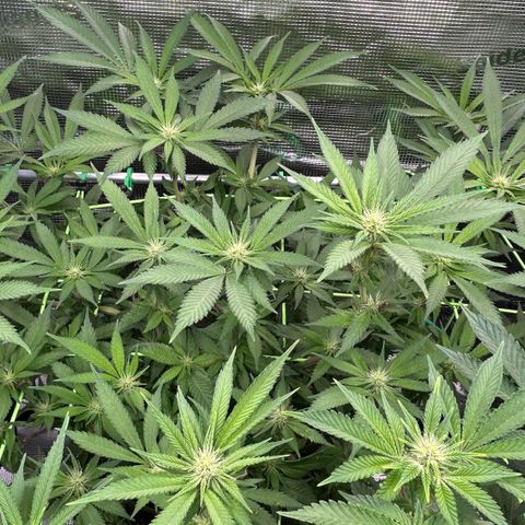Runtz growlog timeline photo