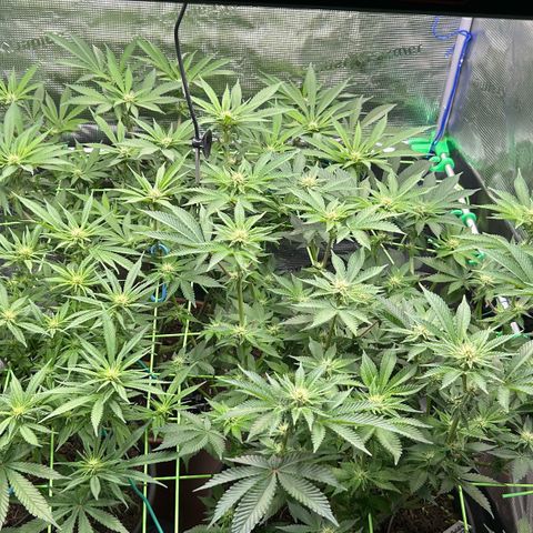 Runtz growlog timeline photo