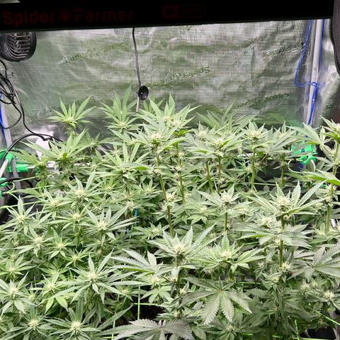 Blueberry OG growlog timeline photo