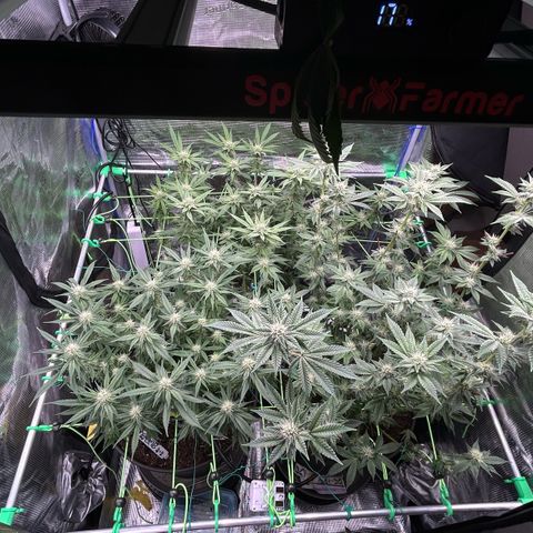 Blueberry OG growlog timeline photo