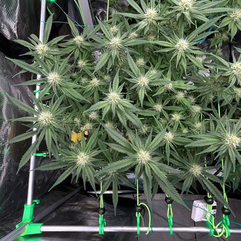 Blueberry OG growlog timeline photo