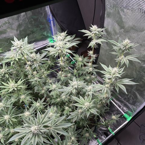 Lemon Cherry Gelato growlog timeline photo