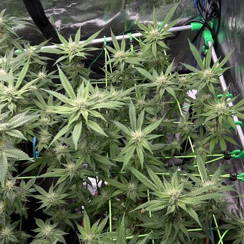 Runtz growlog timeline photo