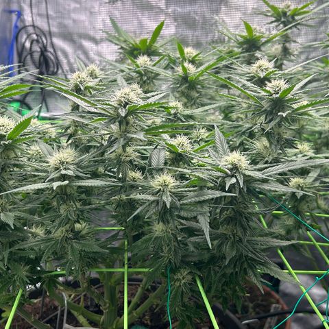 Blueberry OG growlog timeline photo