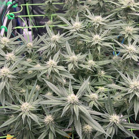 Blueberry OG growlog timeline photo