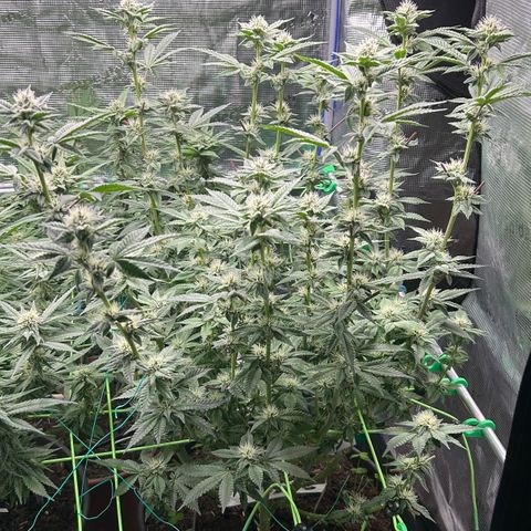 Lemon Cherry Gelato growlog timeline photo