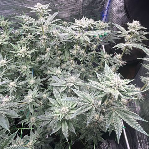 Lemon Cherry Gelato growlog timeline photo