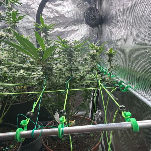 Runtz growlog timeline photo