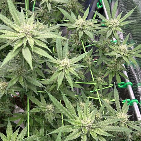 Runtz growlog timeline photo