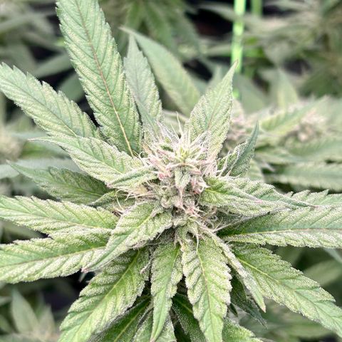 Runtz growlog timeline photo