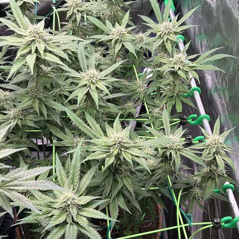 Runtz growlog timeline photo