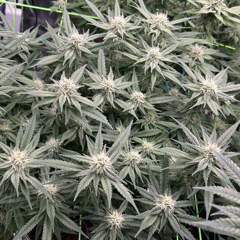 Blueberry OG growlog timeline photo