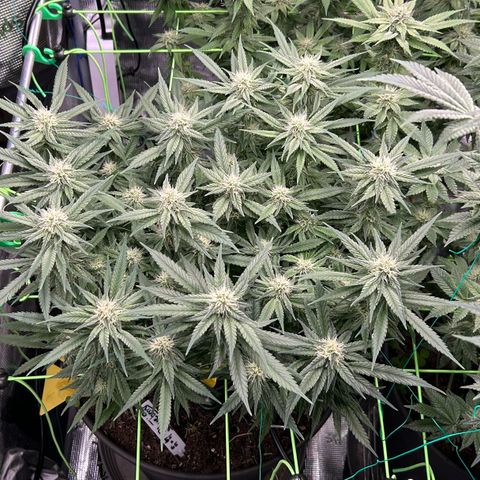 Blueberry OG growlog timeline photo