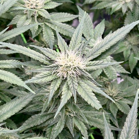 Blueberry OG growlog timeline photo