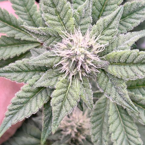 Lemon Cherry Gelato growlog timeline photo