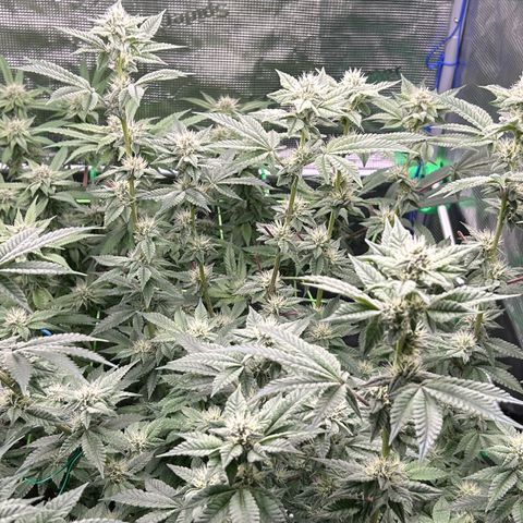 Lemon Cherry Gelato growlog timeline photo