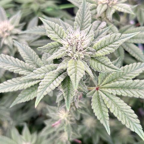 Lemon Cherry Gelato growlog timeline photo
