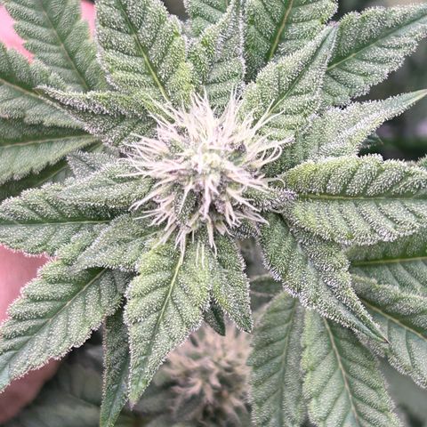 Lemon Cherry Gelato growlog timeline photo