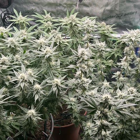 Blueberry OG growlog timeline photo