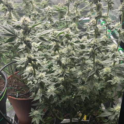 Blueberry OG growlog timeline photo