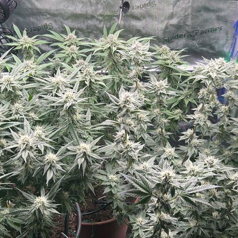 Blueberry OG growlog timeline photo