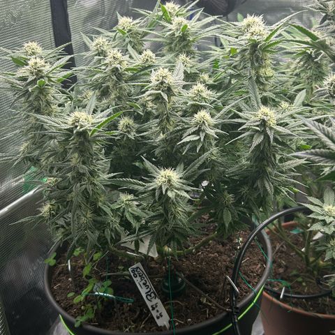 Blueberry OG growlog timeline photo