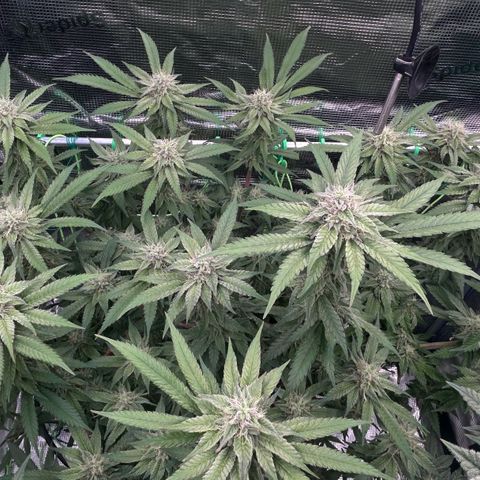 Blueberry OG growlog timeline photo