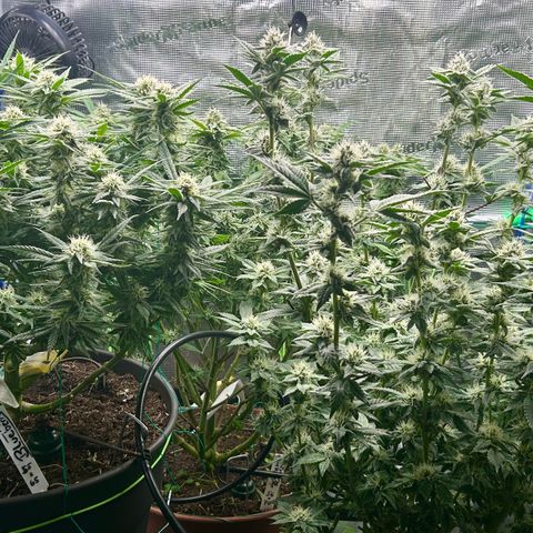 Blueberry OG growlog timeline photo