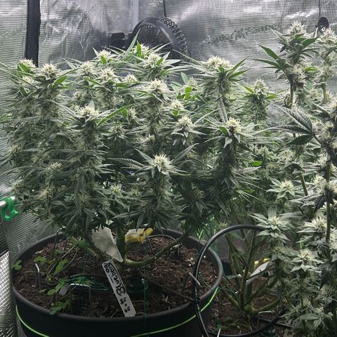 Blueberry OG growlog timeline photo