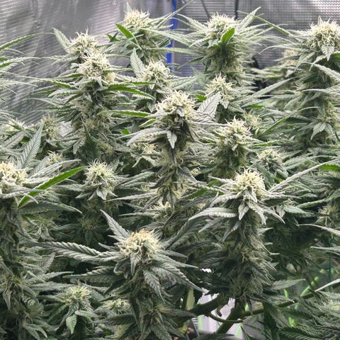Blueberry OG growlog timeline photo