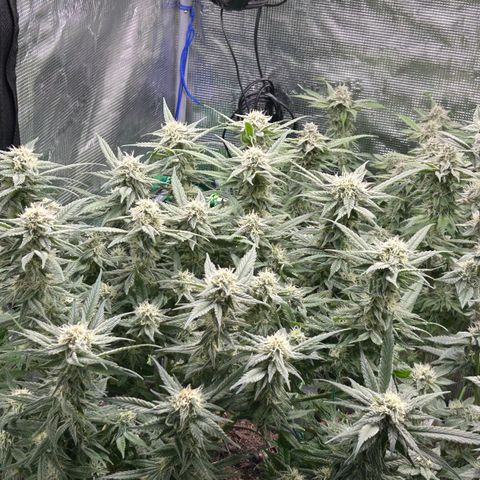 Blueberry OG growlog timeline photo