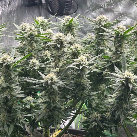 Blueberry OG growlog timeline photo