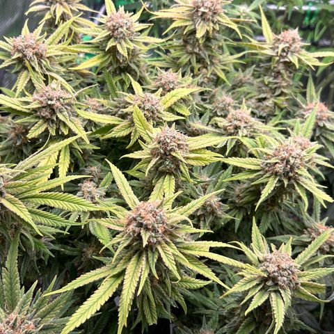 Blueberry OG growlog timeline photo