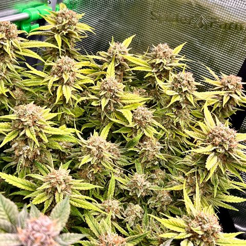 Blueberry OG growlog timeline photo