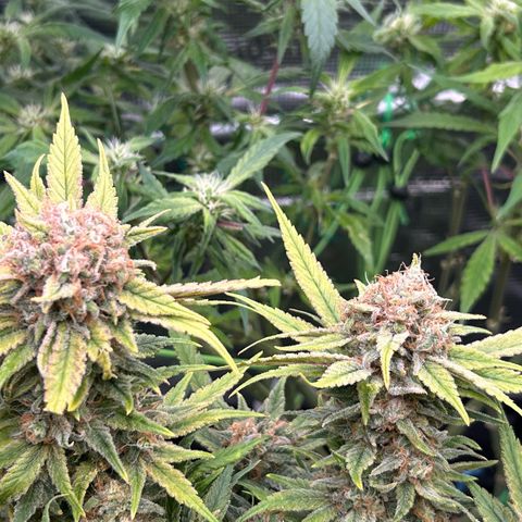 Blueberry OG growlog timeline photo