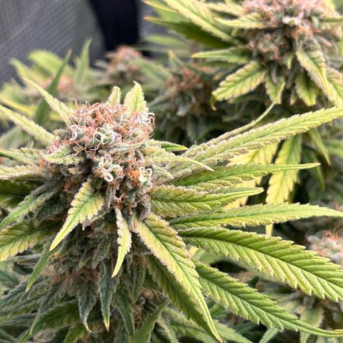 Blueberry OG growlog timeline photo