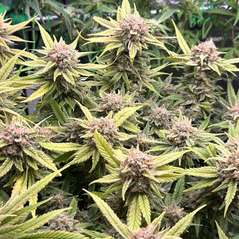 Blueberry OG growlog timeline photo